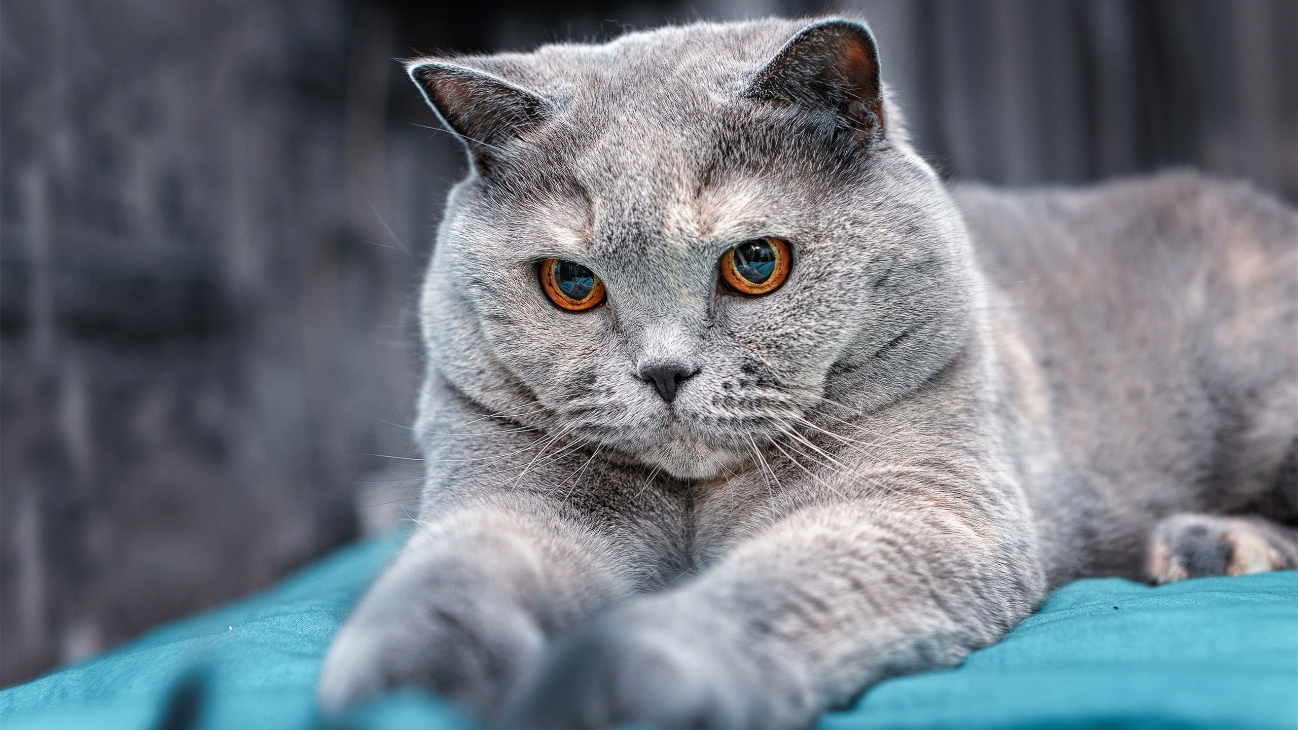 爱游戏下载-亚运风云，韩国队破德之役，张继科力挽狂澜的决胜时刻