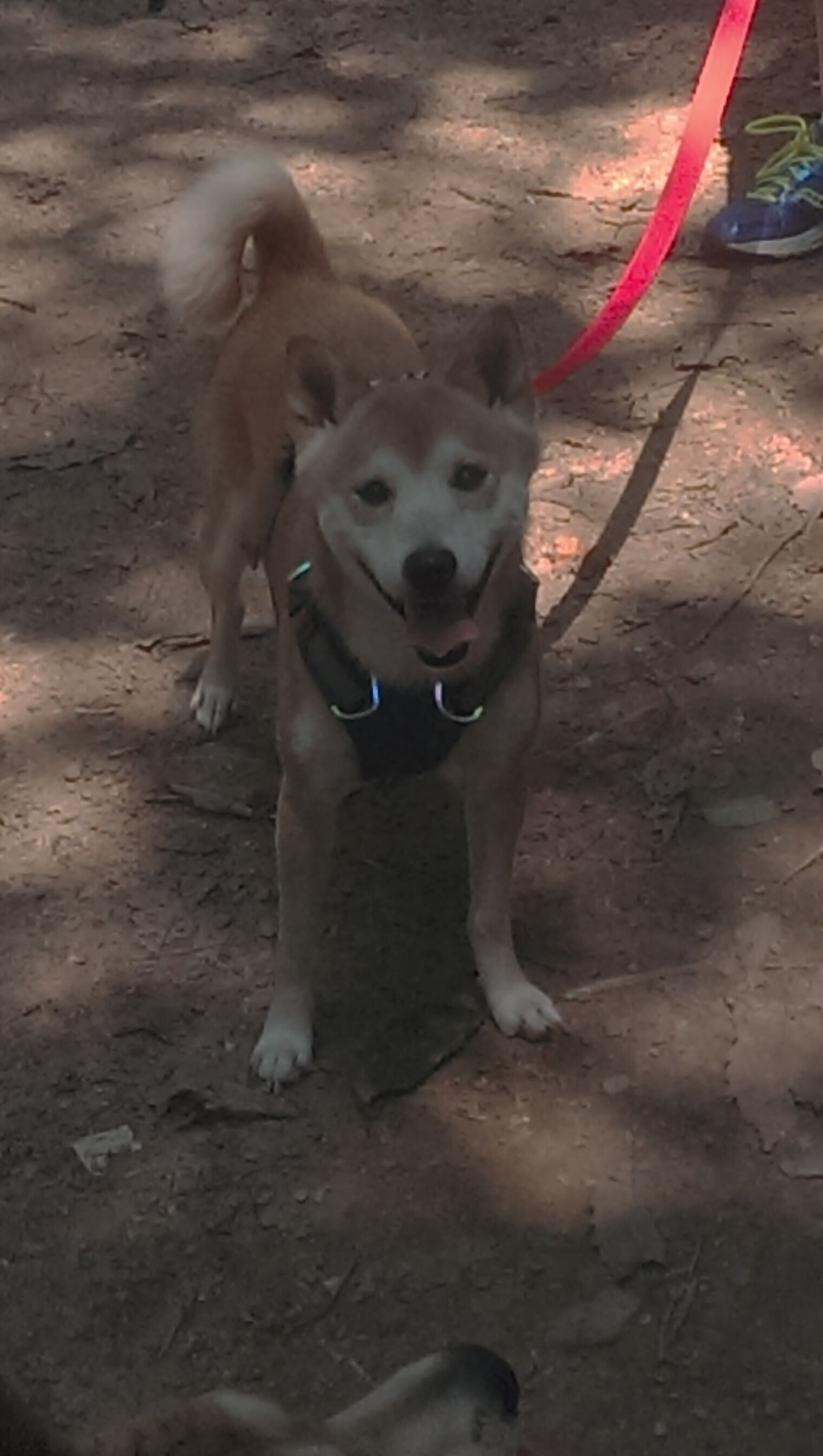 胜利与救赎的共鸣，当迈凯伦力克威廉姆斯，勒克莱尔点燃赛场