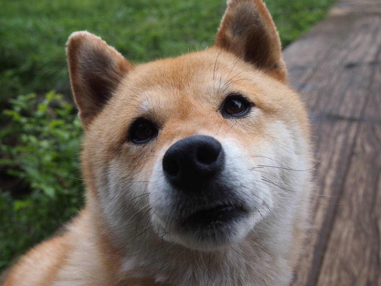 爱游戏官方-赛道上的双生火焰，梅赛德斯鏖战迈凯伦，佩雷兹点燃赛场