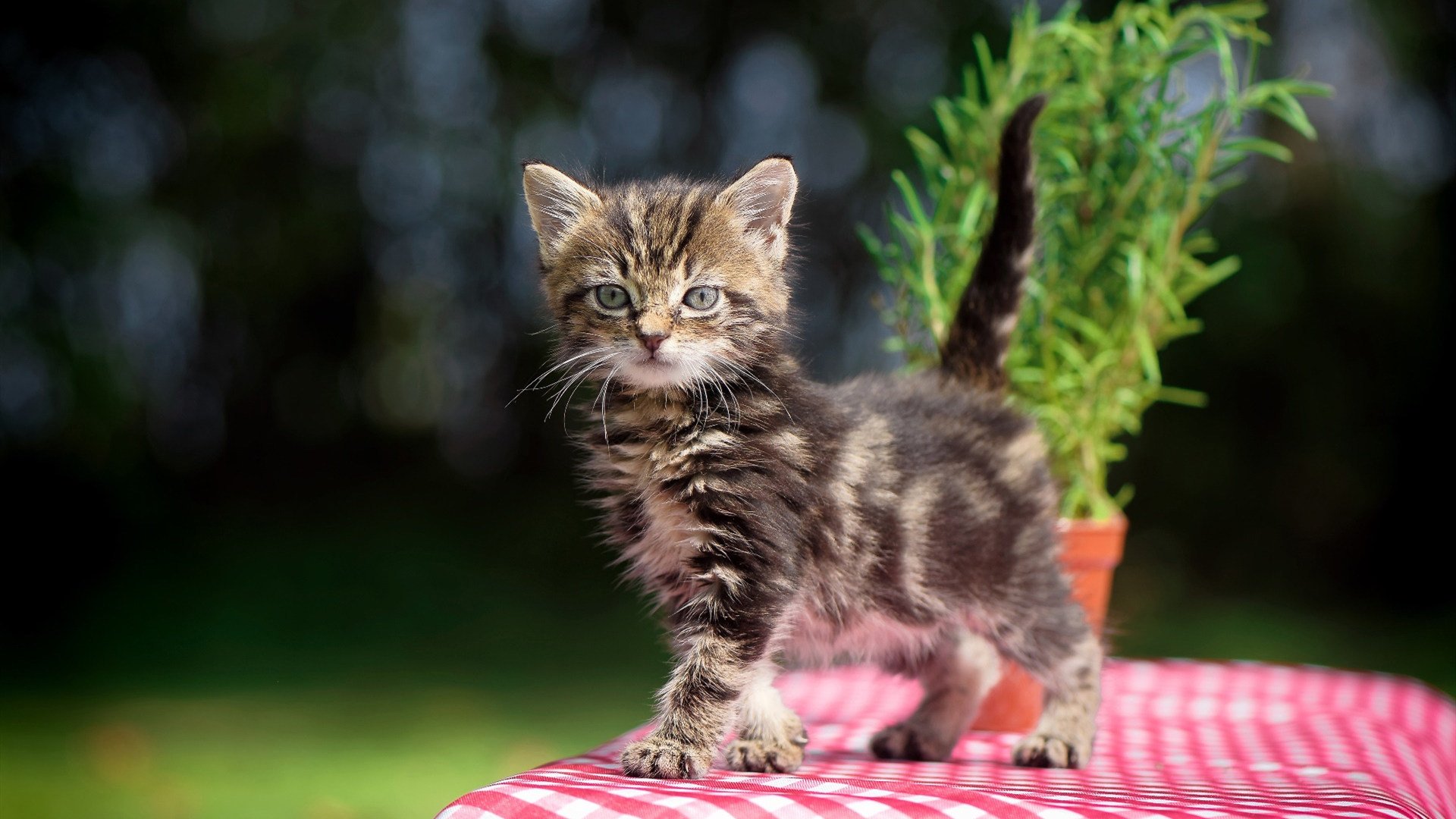 爱游戏体育-雷霆万钧！郭艾伦独揽乾坤，辽宁主场荡平天山