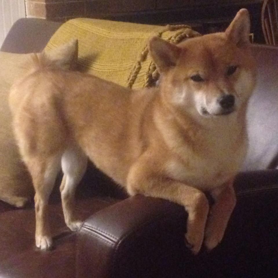 爱游戏tv-1秒绝杀！西亚卡姆化身独行侠救世主，压哨击败掘金震撼全场