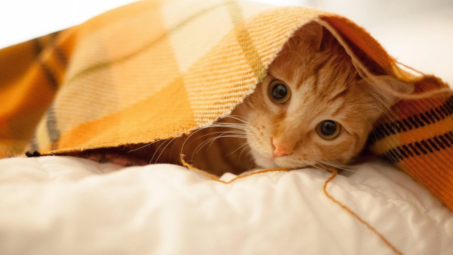 冰与火之歌,范弗利特的炽热匕首,猛龙构筑的北境长城