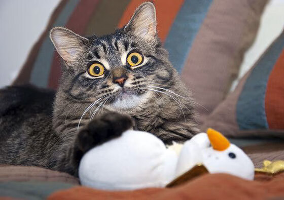 爱游戏入口-掌控之舞，帕尔默引领阿森纳在友谊赛中以艺术性节奏击败塞内加尔