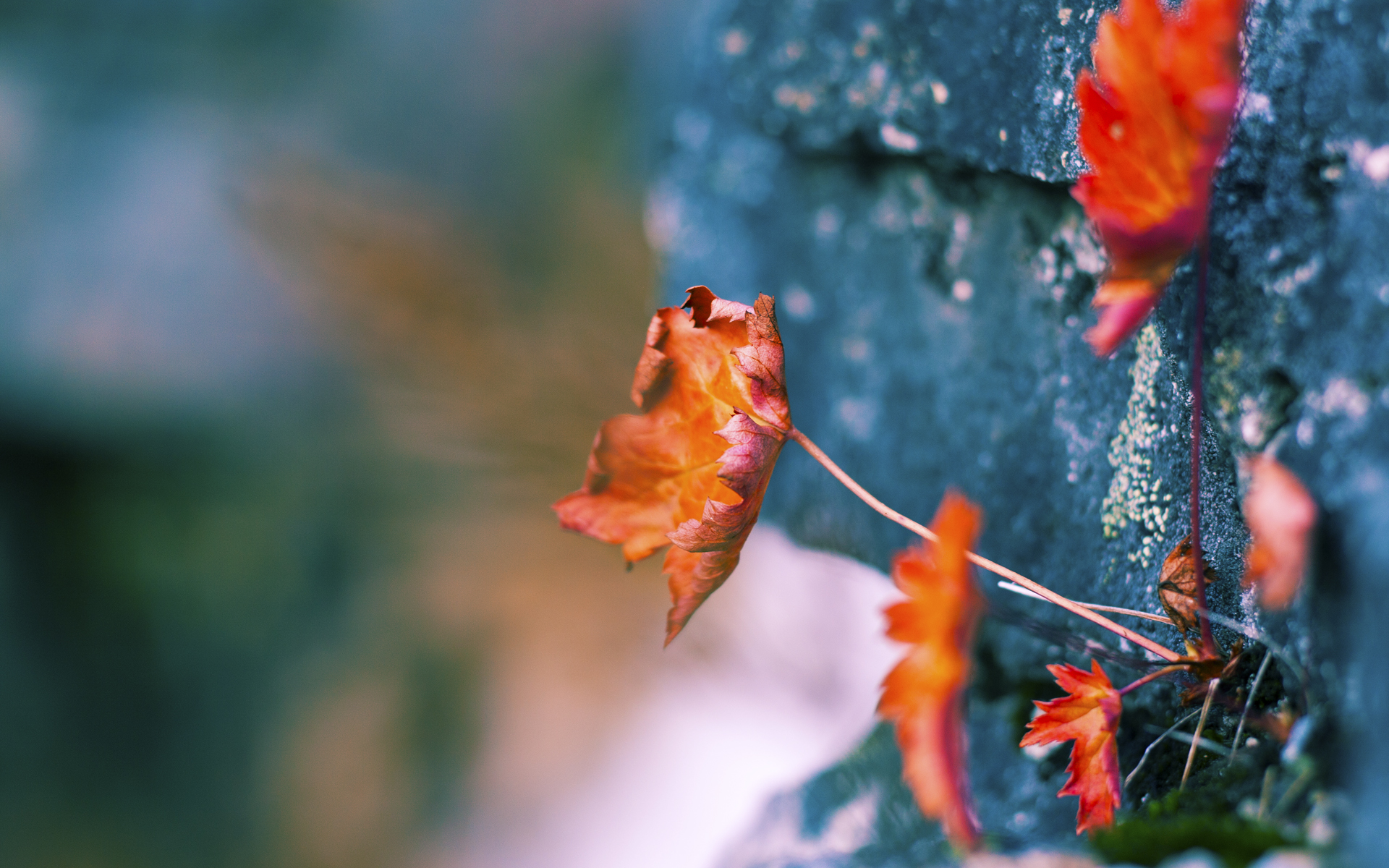 霍比特人归乡，指环王土地上的篮球奇迹，恩佐如何刷新纪录击碎奥林匹斯神话