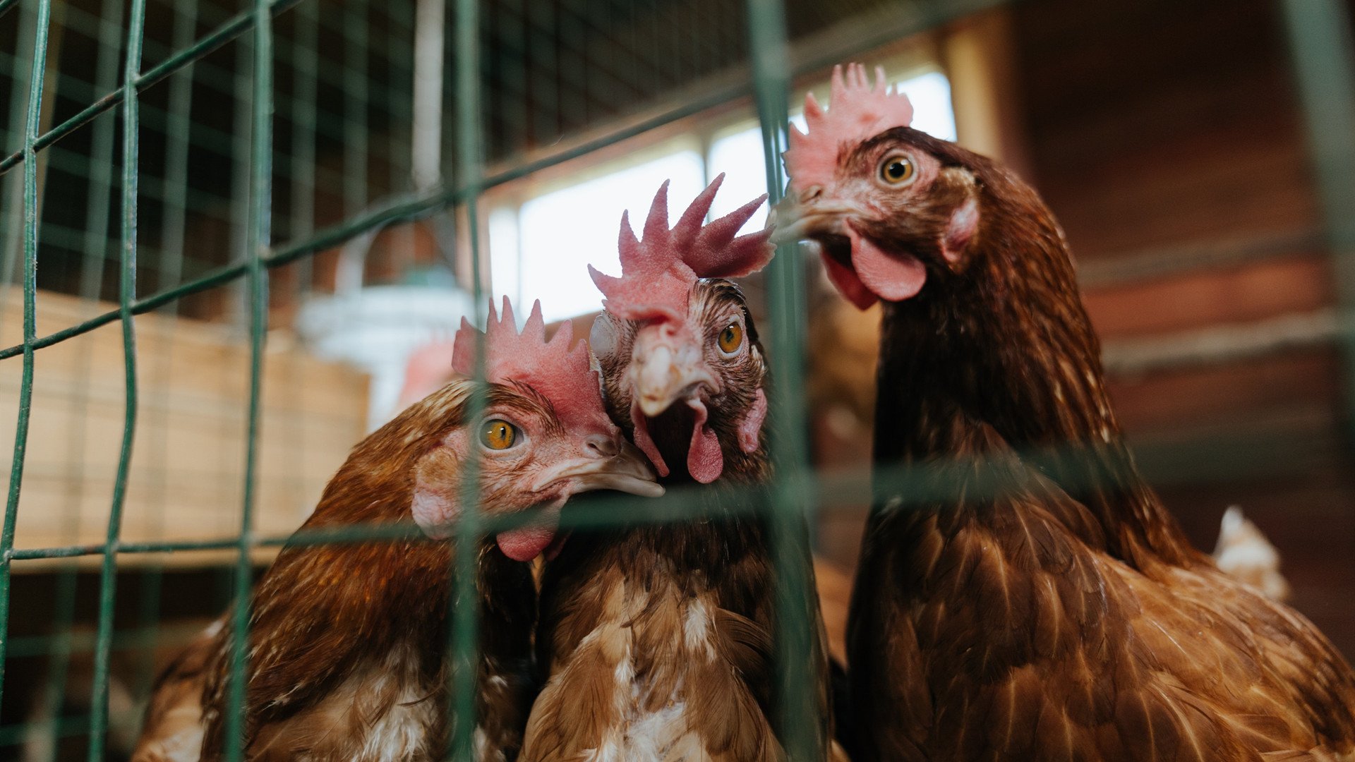 铁幕下的火山，曼城体系如何为哈兰德熔铸爆发空间