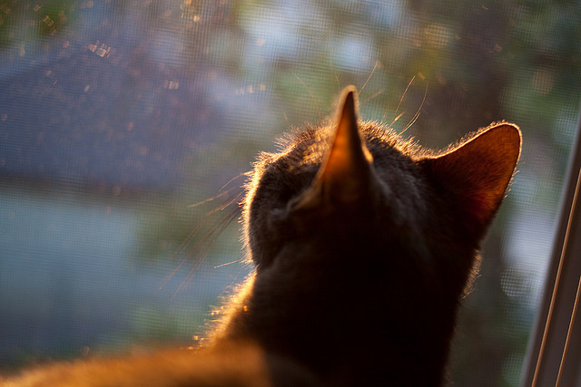 爱游戏大厅-赖斯一锤定音，钢铁之心如何独力主宰塞维利亚之夜