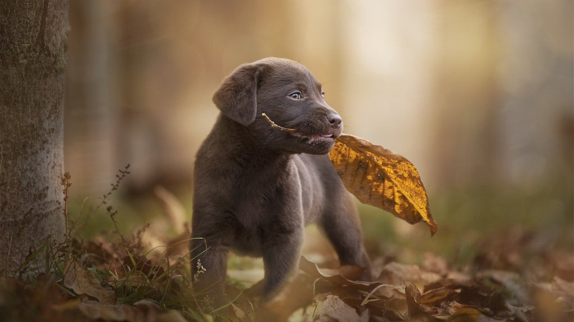 双城记,当德罗赞的钢刃遇见山西队的坚盾