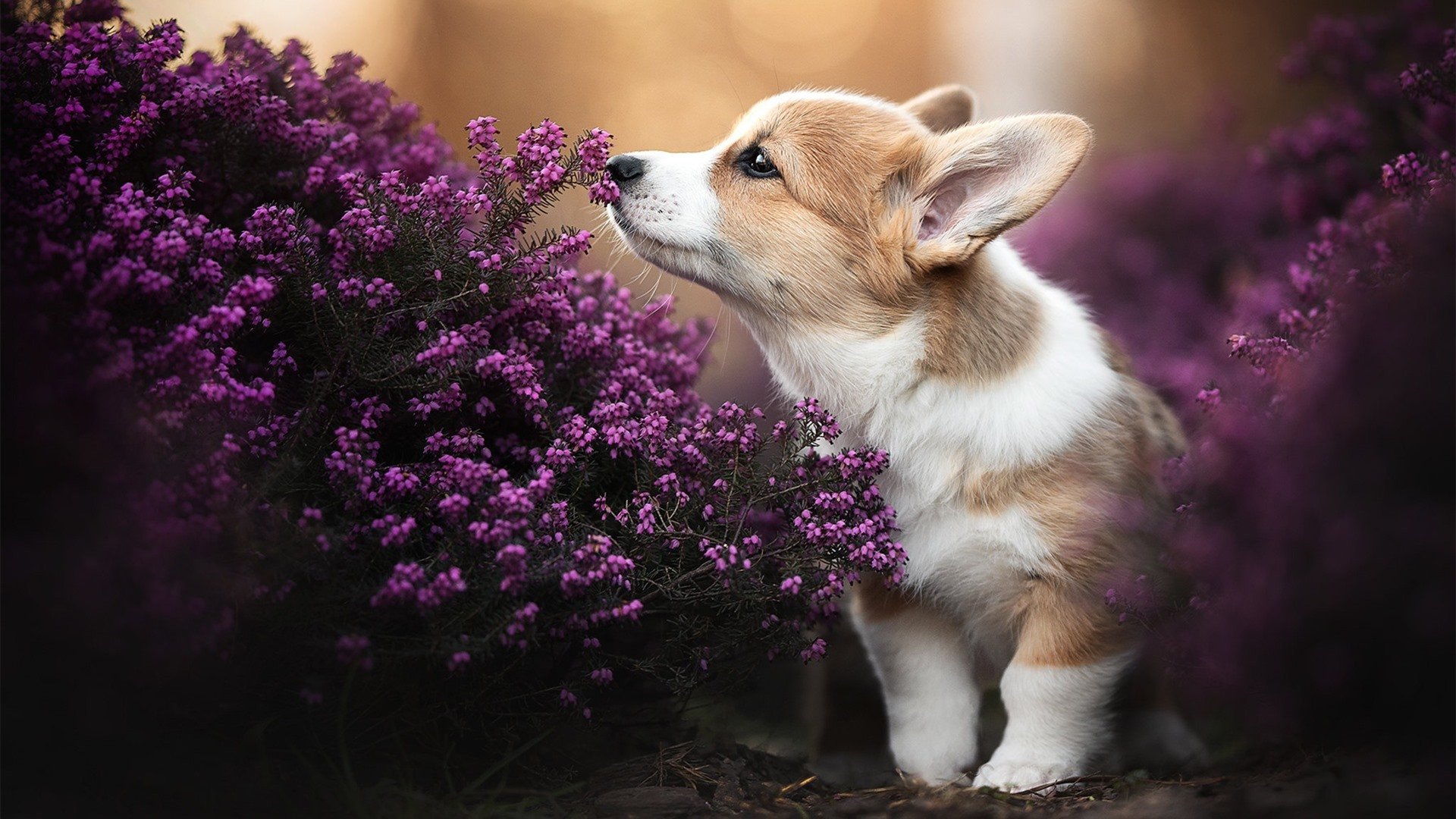 爱游戏在线-提前关上的门，当广东队终结悬念活塞启动，时代在抢七夜转弯