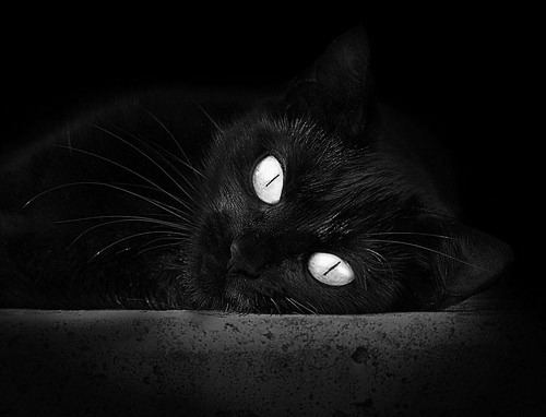 双线战场，当欧冠决赛的号角吹响中国篮球的终场哨