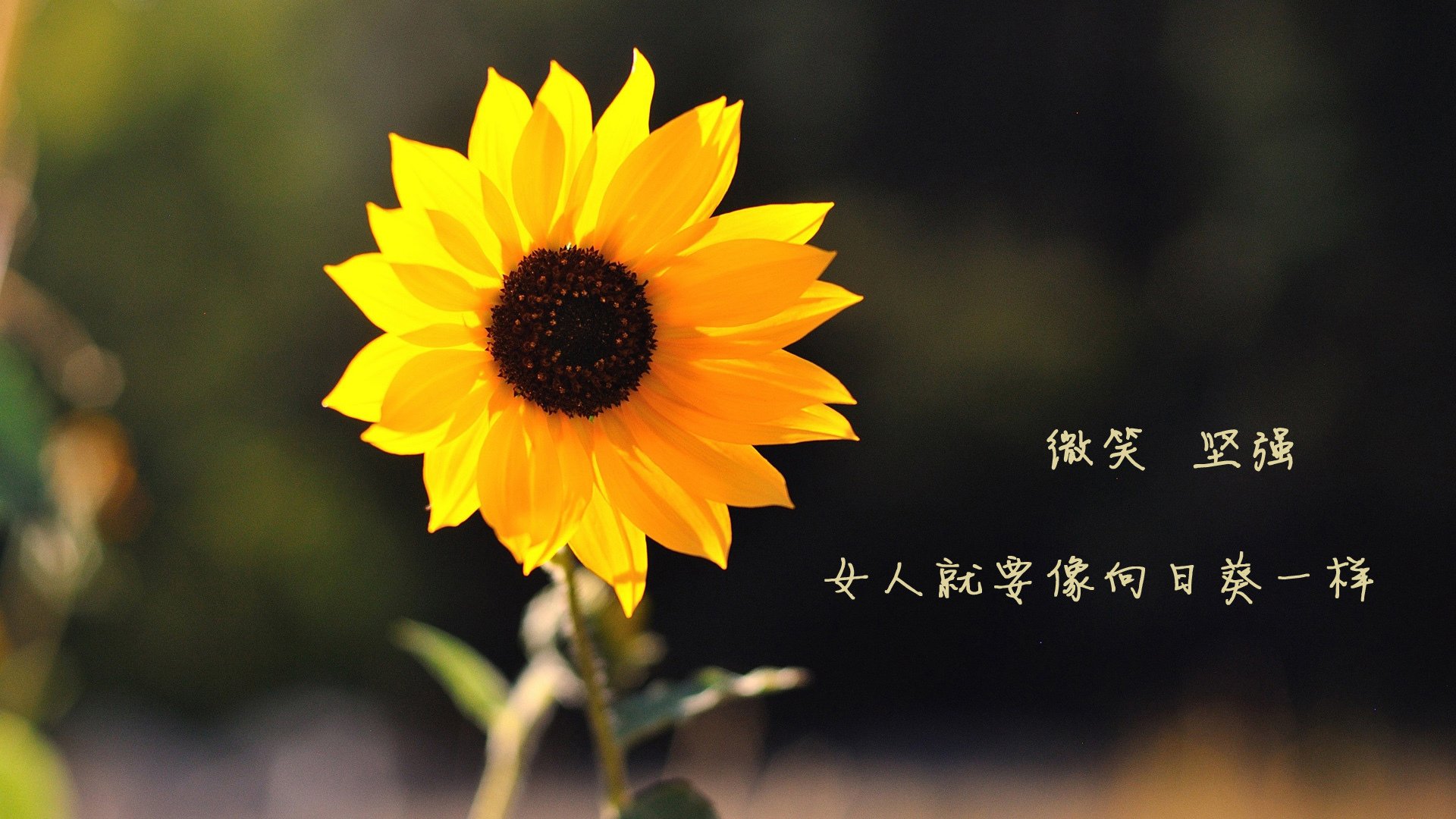 绝境中的金色闪电,2026世界杯H组伊朗险胜斯洛伐克,库尔图瓦完成历史性致命一击